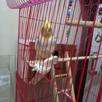 عروس هلندی سوخنگو