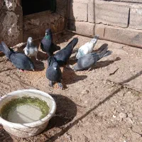 کبوتر بازیکن