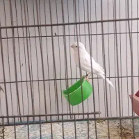 ۲عددقناری نرو۲عددقناری ماده