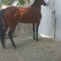 اسب مادیون جوان|اسب و تجهیزات اسبسواری|بروجرد, |دیوار