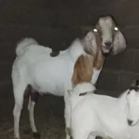 ۱عدد گوسفند