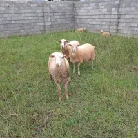 گوسفند چند قلو زا|حیوانات مزرعه|کلارآباد, |دیوار