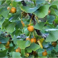 درختچه ژینکو|گل و گیاه طبیعی|کرمان, |دیوار