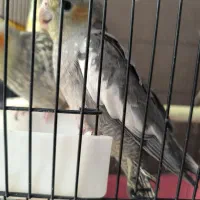 عروس هلندی.عروس هلندی نر و ماده جوجه عروس|پرنده|قم, پردیسان|دیوار