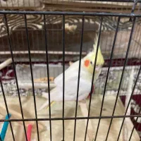 عروس هلندی لوتینو ماده|پرنده|صومعه‌سرا, |دیوار