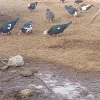 اردک اسرایلی