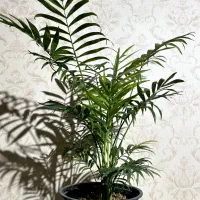 گیاه نخل شامادورا ، گیاه آپارتمانی، هدیه