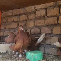 جوجه سرخ زرددمسفیدهفترنگ تربت حیدریه|پرنده|مشهد, کوی پلیس|دیوار