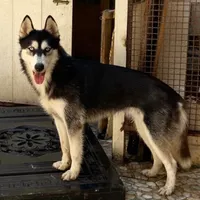 سگ هاسکی ماده گمشده