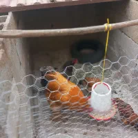 مرغ خروس برهما و کوشین|حیوانات مزرعه|رشت, خرسندی|دیوار