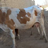 گاوخارجی با بچه اش گاو شنگوله المانی|حیوانات مزرعه|شادگان, |دیوار