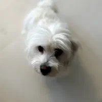 تریر گمشده|حیوانات|سبزوار, قصبه غربی|دیوار