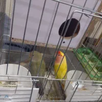 یک جفت طوطی برزیلی تخم گزار