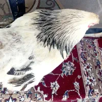 خروس برهما لایت