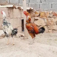 خروس لاری|حیوانات مزرعه|فریمان, |دیوار