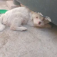 سگ شیتزوماده۱ونیم ساله