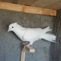 تابلو فرش ک ب و ت ر ی|تابلو فرش|فردوس (خراسان), |دیوار