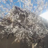 مغازه 24متری زاغه