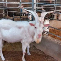 فروش نربز سانن|حیوانات مزرعه|خواف, |دیوار