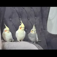 پرنده عروس هلندی گمشده