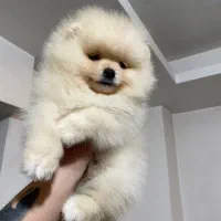 توله پامر خرسی نر اورجینال