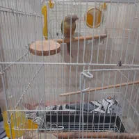 گرینچیک حلقه به پا سخنگو