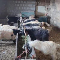 فروش بزغاله