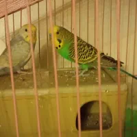 فروش یا معاوضه با یه عدد عروس هلندی ۲ماهه