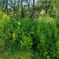 فروش شمشاد سبز