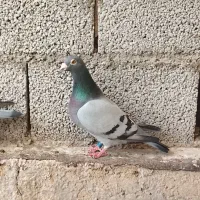 کبوتر نامه بر عراق