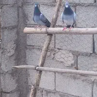 کبوتر مسافتی