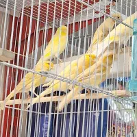 قناری نر و ماده رسمی .|پرنده|تهران, پرستار|دیوار