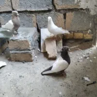 کبوتر دسپر
