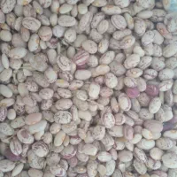 لوبیا چیتی امسال|عمدهفروشی|خرم بید, |دیوار