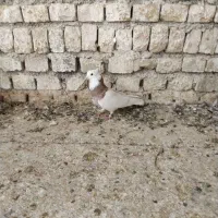 کبوتر،کفتر|پرنده|کاشمر, |دیوار