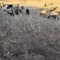 شیشک ابستن|حیوانات مزرعه|ارژن, |دیوار