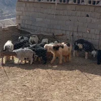 کهره و بره|حیوانات مزرعه|منج, |دیوار