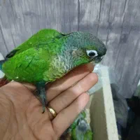 طوطی گمشده