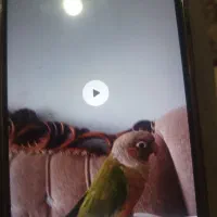 گرینچیک