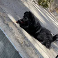 سگ پامر|سگ|بم, |دیوار