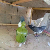 یک جفت کبوتر قاره و...