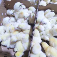 جوجه گوشتی راس