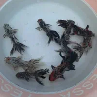 ماهی شب عید توراه|ماهی|پاکدشت, حصار امیر|دیوار