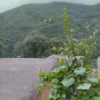 راننده خصوصی برای کارهای اداری وغیره