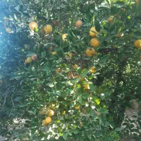 پرتقال خونی وتامسون