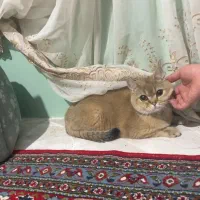 بریتیش گلد NY11