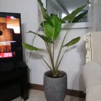 گل بابا ادم