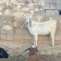 بزغاله نر ۲ ساله