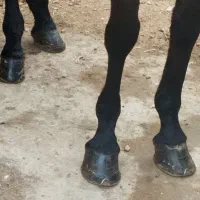 پانسیون اسب و نگهداری