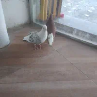 کبوتر رنگی|پرنده|بهبهان, |دیوار